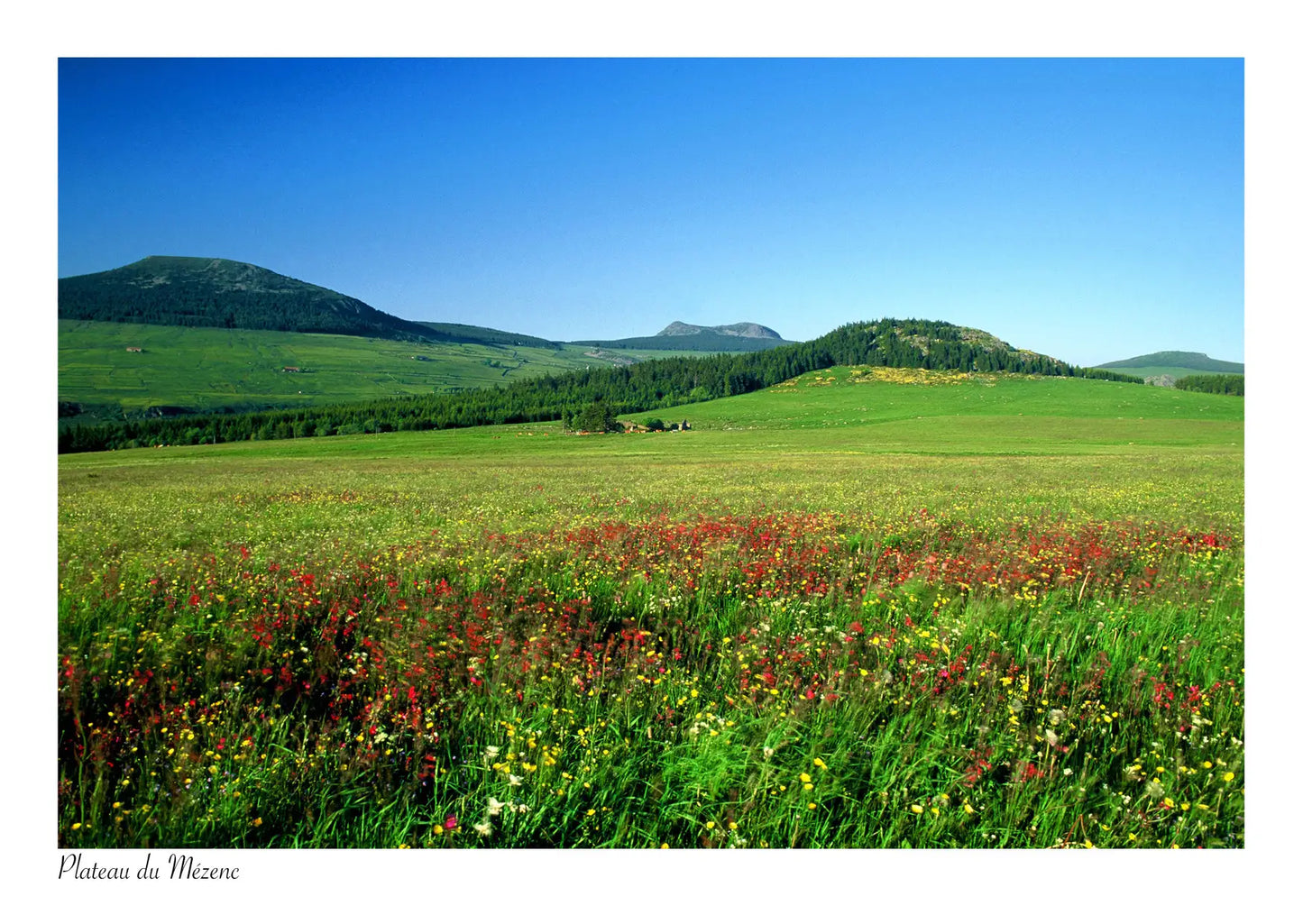 Série Plateau du Mézenc