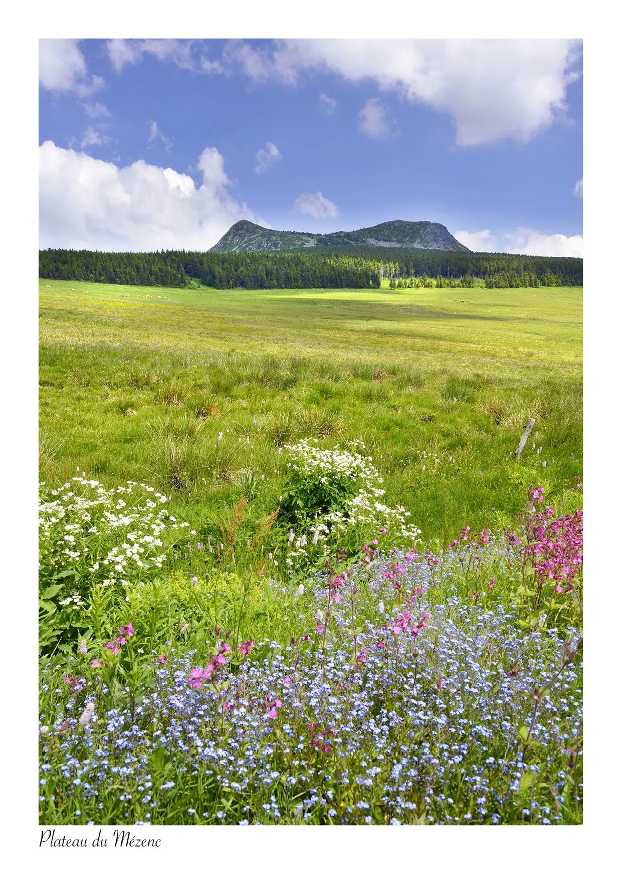 Série Plateau du Mézenc