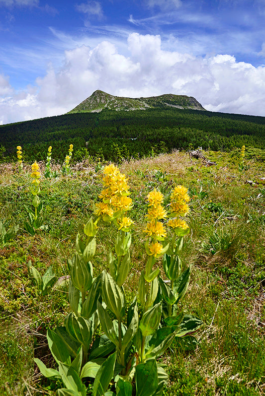 Série Plateau du Mézenc 2