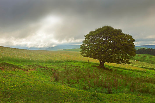 Série Plateau du Mézenc 4