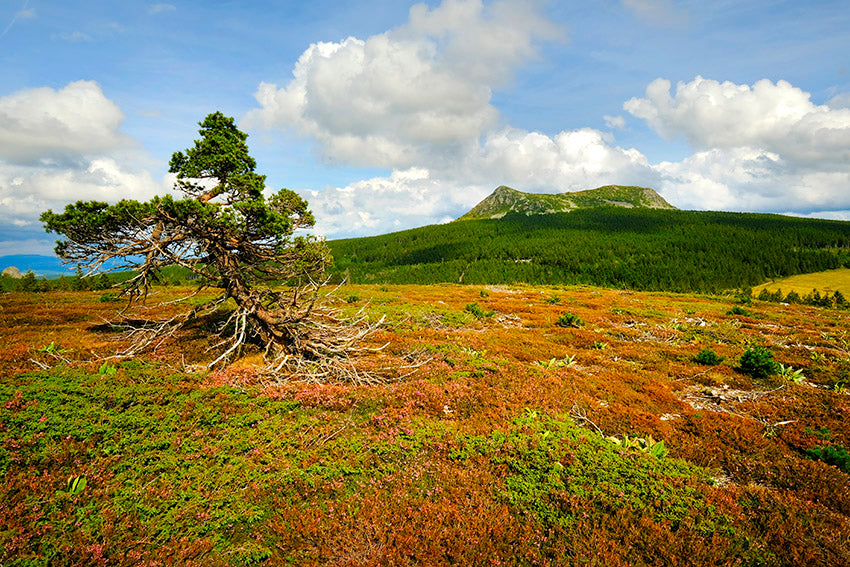 Série Plateau du Mézenc 9