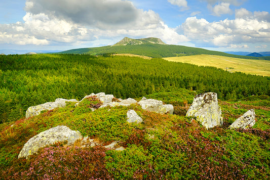 Série Plateau du Mézenc 10