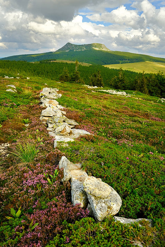 Série Plateau du Mézenc 11