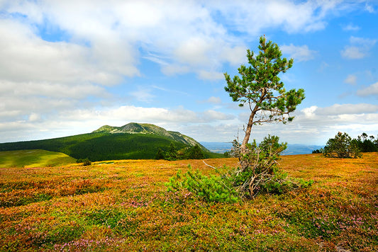 Série Plateau du Mézenc 13