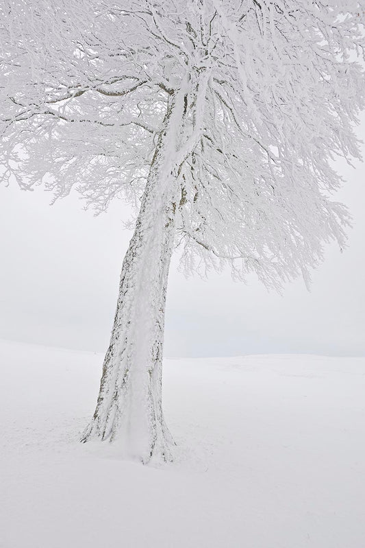 Série Pays de Neige